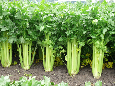 CELERY SEEDS
