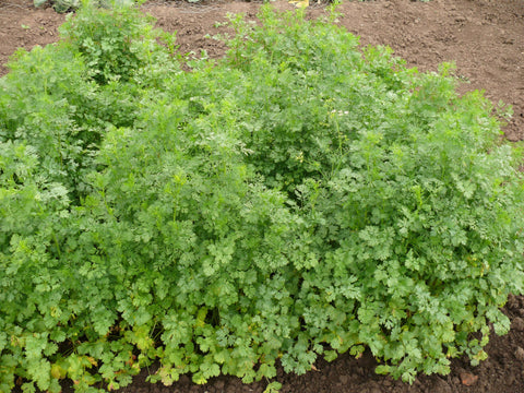 CORIANDER SEEDS