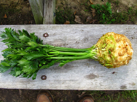 CELERIAC SEEDS