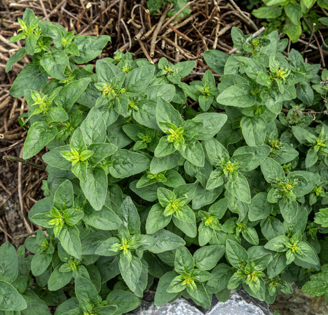 OREGANO SEEDS