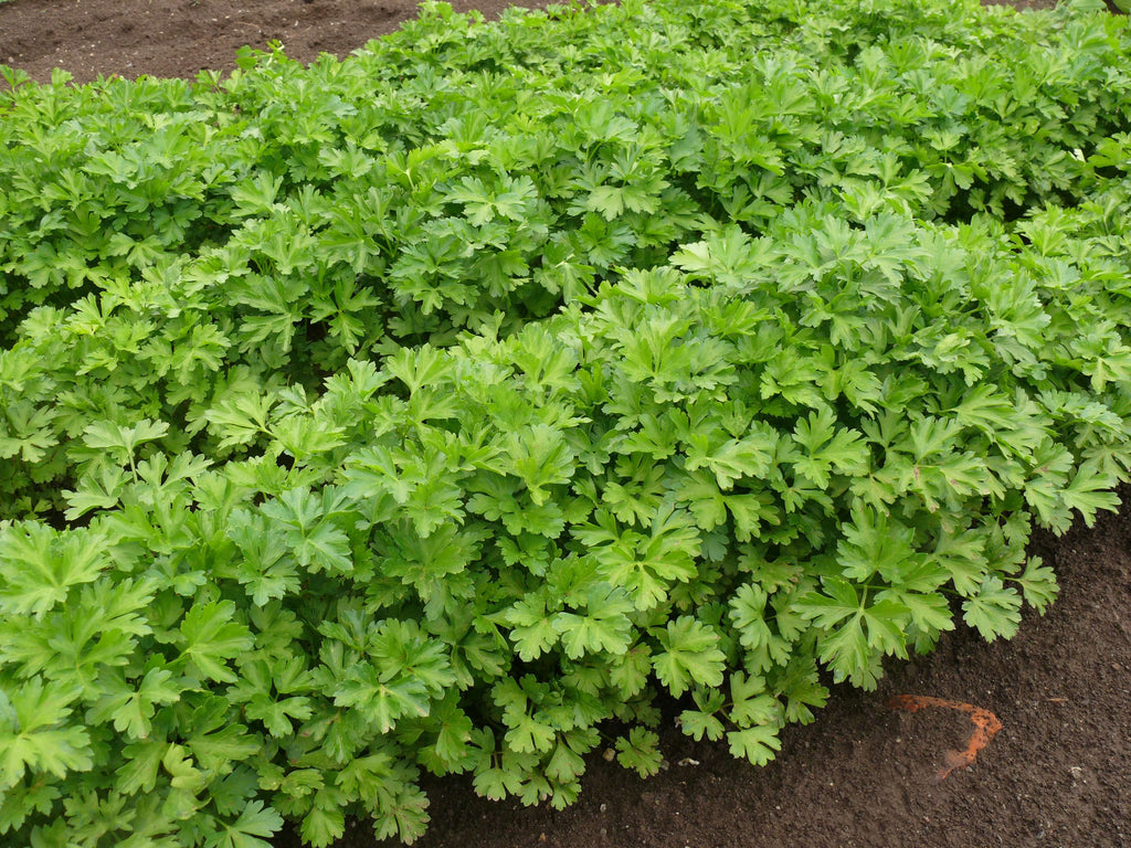 PARSLEY SEEDS HORTINOVA Inc.