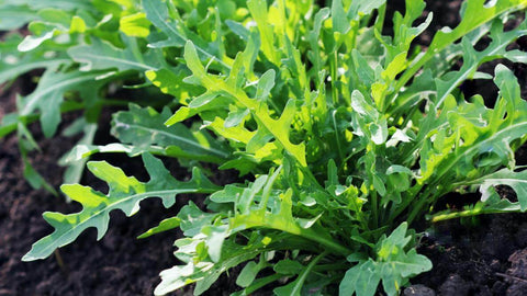 WILD ROCKET SEEDS