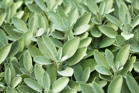 SAGE SEEDS