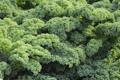 KALE SEEDS