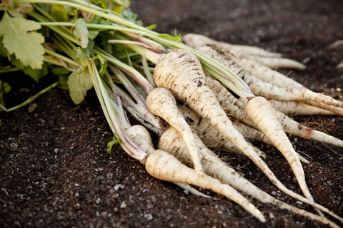 PARSNIP SEEDS