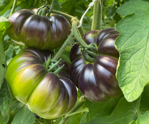 INNOVATIVE VARIETIES