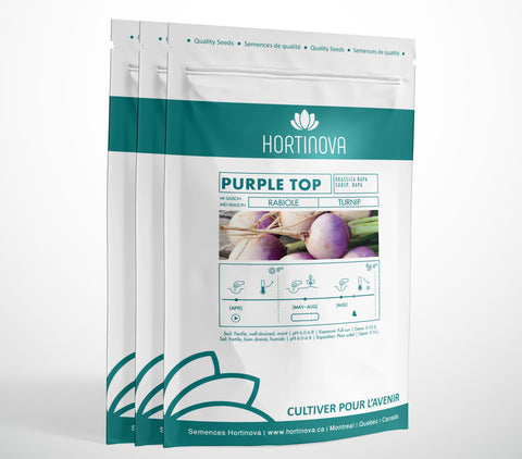PURPLE TOP - Open Pollinated Turnip Seeds