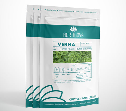 VERNA - Open Pollinated Butterhead Lettuce Seeds