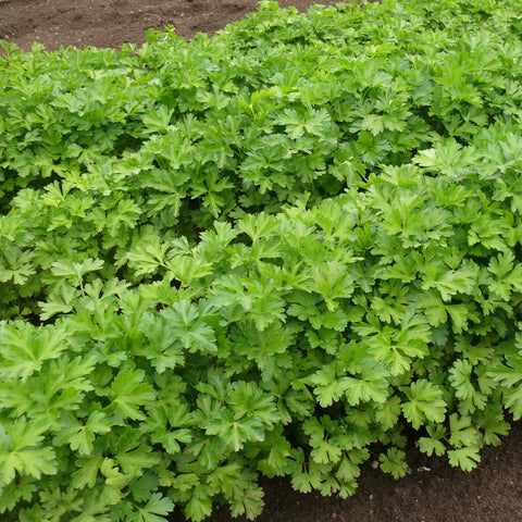 PARSLEY - Open Pollinated Parsley Seeds