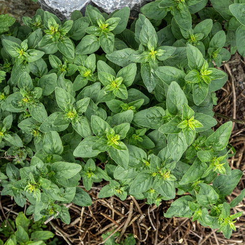 OREGANO - Open Pollinated Oregano Seeds