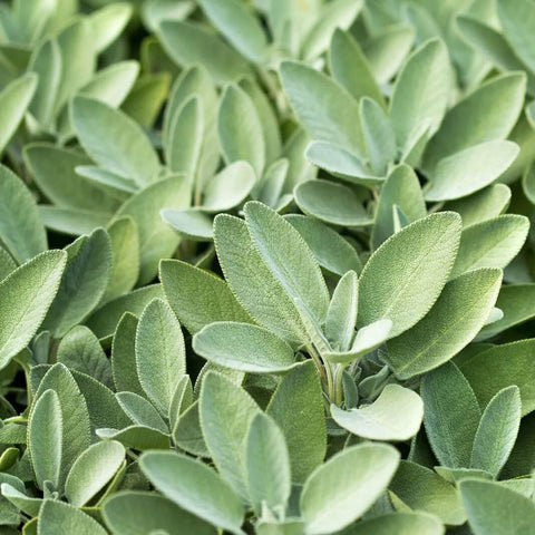 SAGE - Open Pollinated Sage Seeds