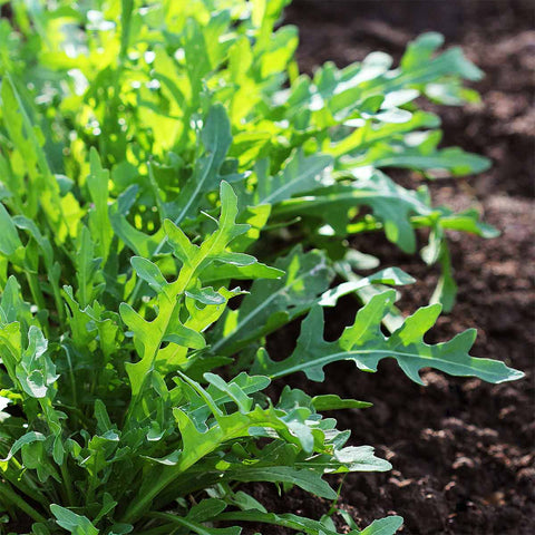 ARUGULA - Open Pollinated Wild Rocket Seeds