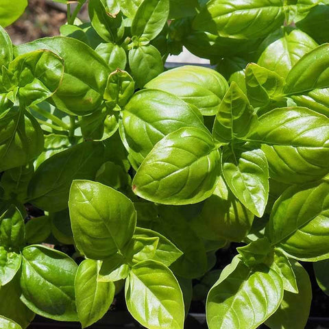 GENOVESE - Open Pollinated Basil Seeds