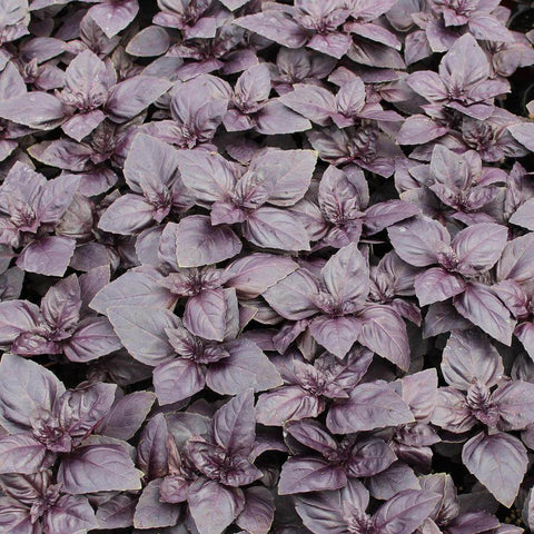 RED RUBIN - Open Pollinated Basil Seeds