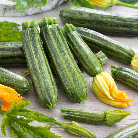 COCOZELLE - Open Pollinated Summer Squash Seeds