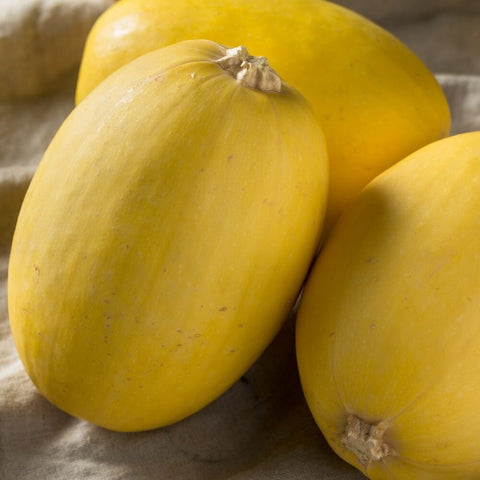 SPAGHETTI - Open Pollinated Winter Squash Seeds