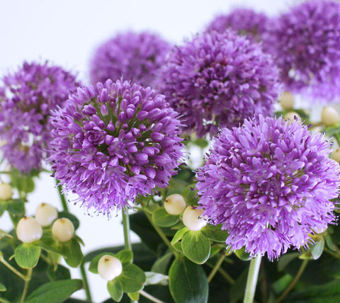 ALLIUM QUATTRO F1 - Ornamental, Edible, Purple Blooms, Pollinator Friendly