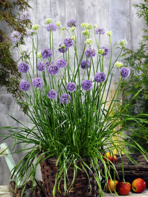 ALLIUM QUATTRO F1 - Ornamental, Edible, Purple Blooms, Pollinator Friendly