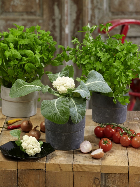 BABY F1 – Compact Mini Cauliflower Seeds for Pots & Small Gardens
