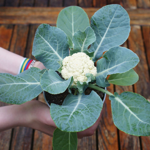BABY F1 – Compact Mini Cauliflower Seeds for Pots & Small Gardens