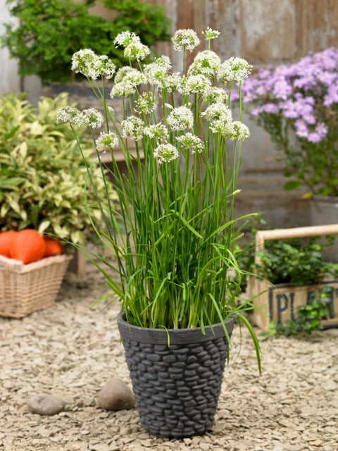 Allium Bee Attraction F1 - Allium ornemental, fleurs blanche comestibles et attractif pour les pollinisateurs