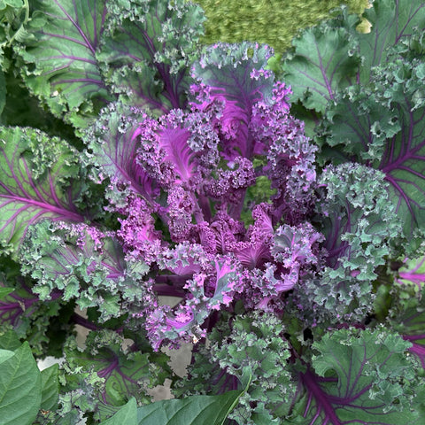 CANDY CRUSH F1 Kale Seeds – Colorful, Sweet, Compact Variety for Pots & Gardens