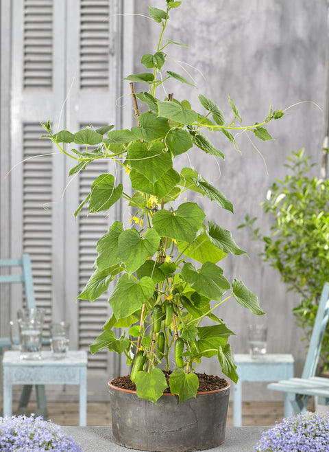 CUMINI F1 – Compact Snack Cucumber Seeds for Pots, Containers & Trellis Growing