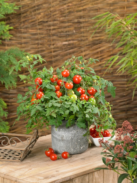 Donna Red F1 – Semences de Tomate pour Patio, Pots & Paniers Suspendus