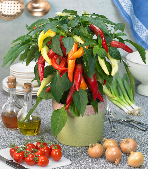 Galaxy Tricolor F1 - Semences de Piment Compact pour Balcon, Terrasse et Pots