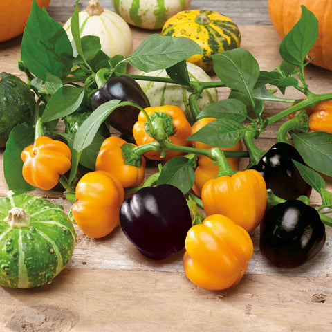 Halloween Gold F1 Pepper Seeds – Edible Patio Plant for Pots & Small Spaces