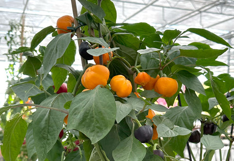 Halloween Gold F1 Pepper Seeds – Edible Patio Plant for Pots & Small Spaces