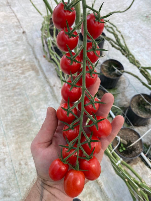 YUPARANA (Plum Cherry)