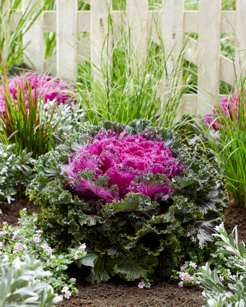 CANDY CRUSH F1 Kale Seeds – Colorful, Sweet, Compact Variety for Pots & Gardens