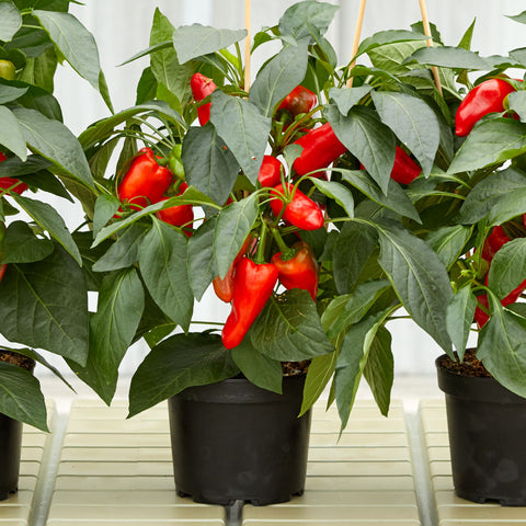 LUNA RED F1 Pepper Seeds – Edible Patio Plant for Pots & Small Spaces