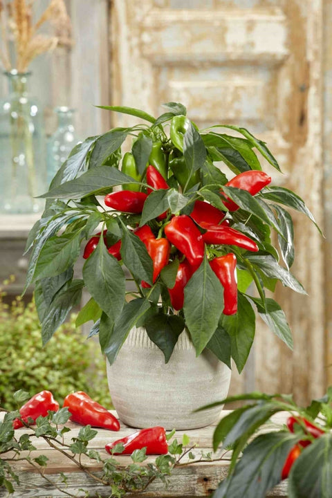 LUNA RED F1 Pepper Seeds – Edible Patio Plant for Pots & Small Spaces