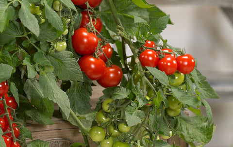 Magnusa 100 F1 Tomato Seeds – Patio Variety for Pots & Hanging Baskets