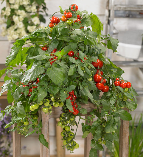 Magnusa 100 F1 Tomato Seeds – Patio Variety for Pots & Hanging Baskets