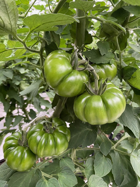 CATALINA F1 (Red Marmande)