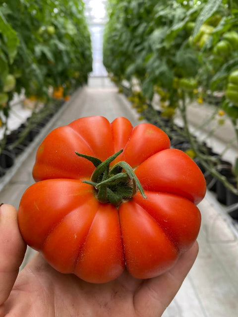 CATALINA F1 (Red Marmande)