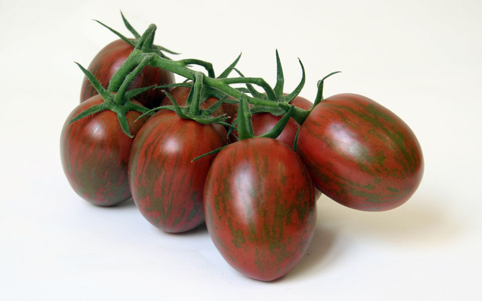 SPECIALTY TOMATO HORTINOVA Inc.
