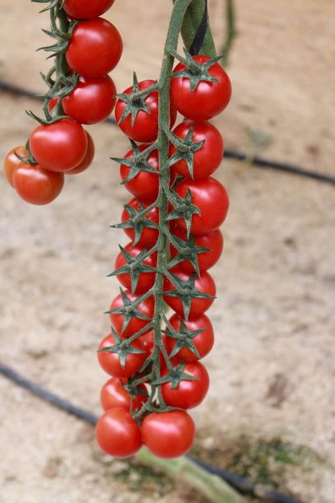 CIRINGUITO (Cerise Ronde)