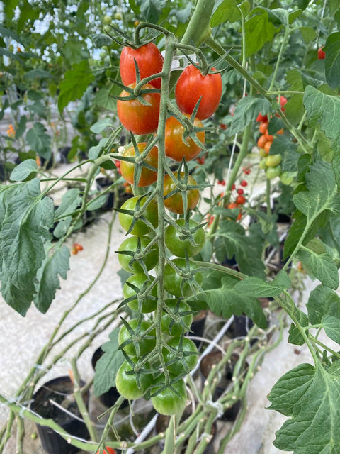 DIVINA F1 (Cerise Prune)