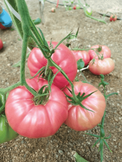 NOVA 2021 (Pink Marmande)