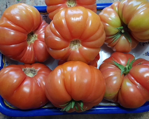 NOVA 2021 (Marmande Rose)