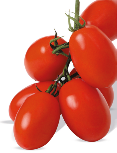 BATALLA (Plum Tomato)