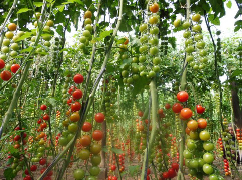 GUARANI (Round Cherry)