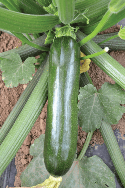 NOVA 712 (Green Zucchini)