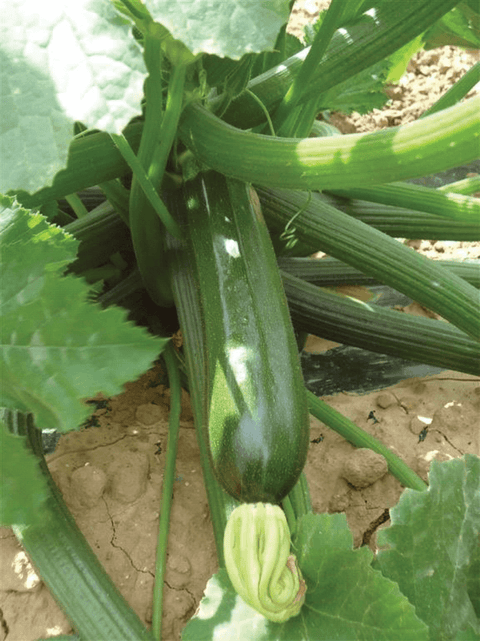 NOVA 712 (Green Zucchini)