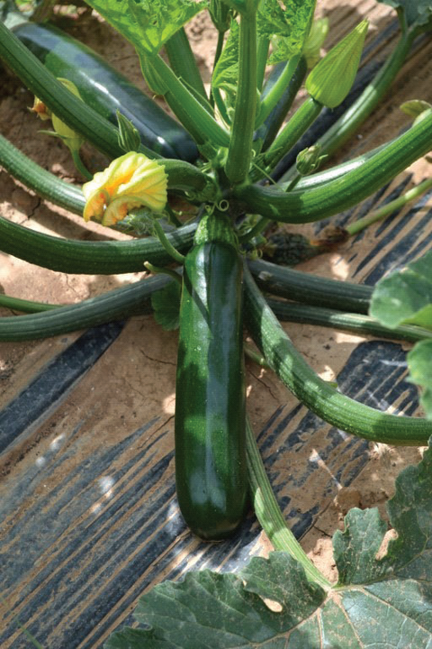 NOVA 713 (Green Zucchini)