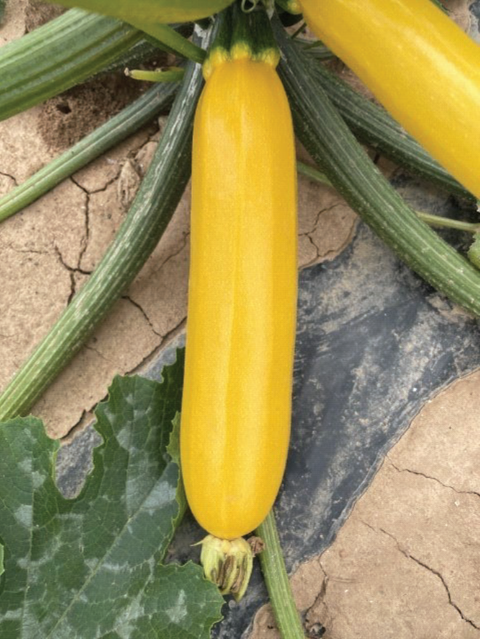 NOVA 714 (Yellow Zucchini)